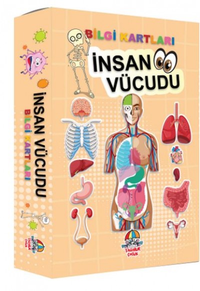 Bilgi Kartları - İnsan vücudu Bilgi Kartları - İnsan vücudu
