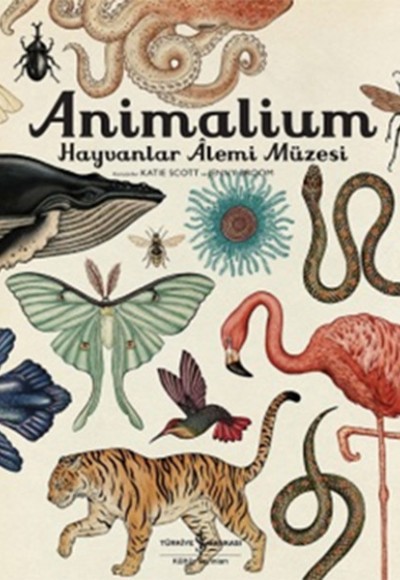 Animalium - Hayvanlar Alemi Müzesi Animalium - Hayvanlar Alemi Müzesi
