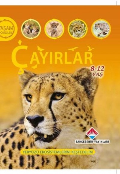 Yaşam Döngüsü - Çayırlar (8-12 Yaş) Yaşam Döngüsü - Çayırlar (8-12 Yaş)