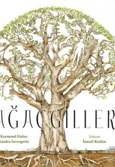 Ağaçgiller Ağaçgiller