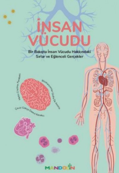 İnsan Vücudu İnsan Vücudu