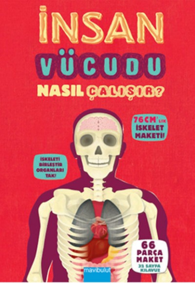 İnsan Vücudu Nasıl Çalışır? İnsan Vücudu Nasıl Çalışır?