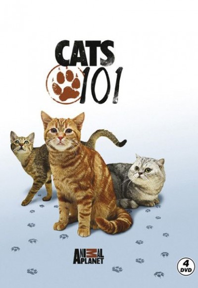 Cats 101 - Kediler Cats 101 - Kediler