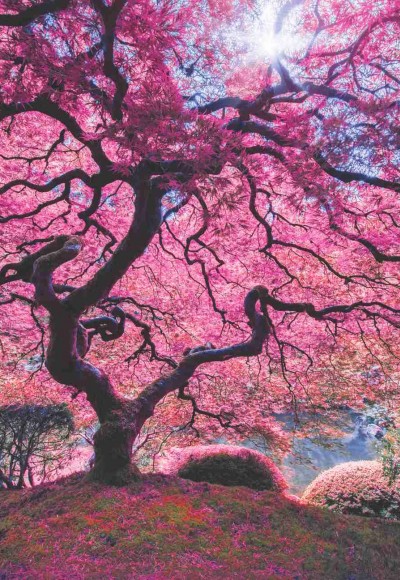 Pink Tree (Puzzle 1000) 1037