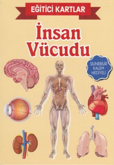 Eğitici Kartlar İnsan Vücudu