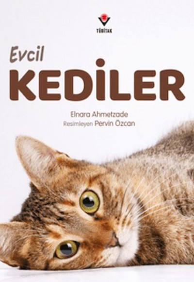 Evcil Kediler