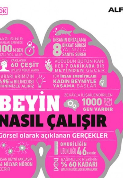 Beyin Nasıl Çalışır