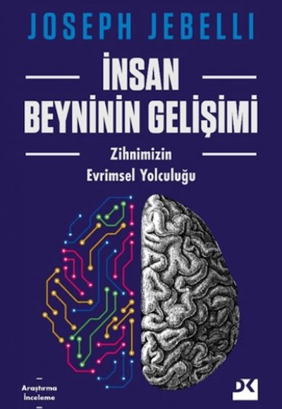İnsan Beyninin Gelişimi