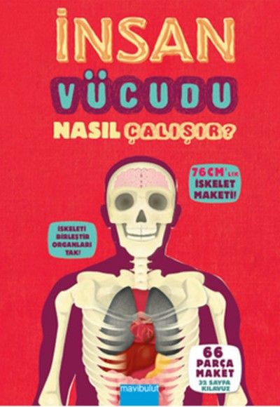 İnsan Vücudu Nasıl Çalışır?