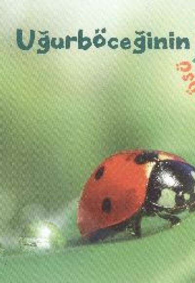 Uğurböceğinin Yaşam Döngüsü